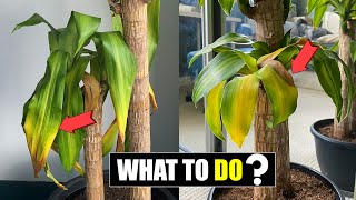 How to fix Dracaena leaves turning yellow ?