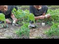 My wife wants to eat radishes, and the radishes in the field are still small, so I can onl
