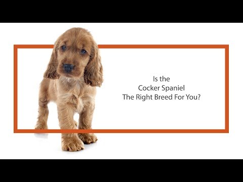 Cocker Spaniel Video