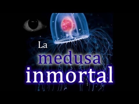 download lagu mp3 mp4 Medusa Turritopsis Animal Inmortal, download lagu Medusa Turritopsis Animal Inmortal gratis, unduh video klip Medusa Turritopsis Animal Inmortal