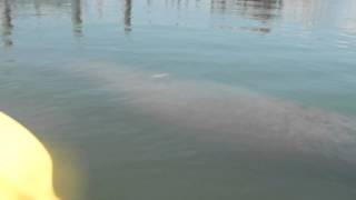 preview picture of video 'Manatee Encounter While Kayaking Off Captiva Island, FL'