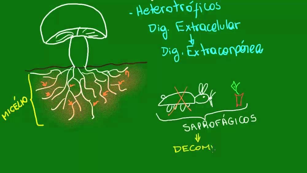 Nutrição dos Fungos - Diversidade dos Seres Vivos - Biologia