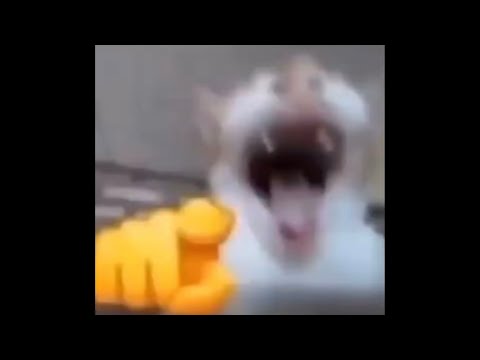 Cat Laughing Meme Sound Effect.