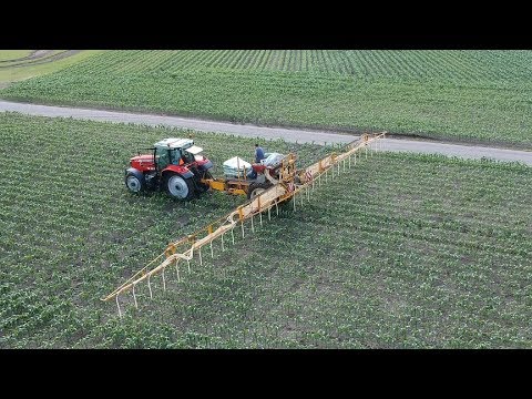 Grasuntersaat in Mais mit MF