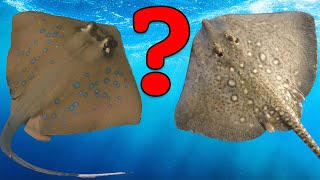 What's the Difference Between Skates and Rays?