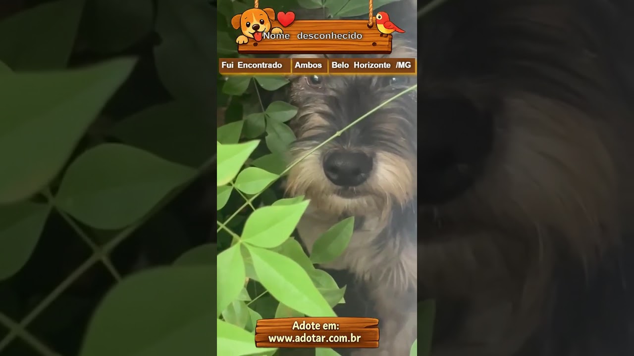 Cachorro raça SRD-ViraLata idade 1 ano nome Nome desconhecido