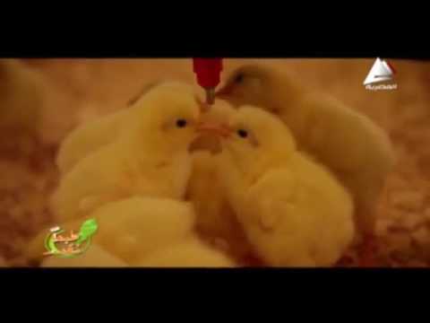 كلمة المهندس محمود العنانى