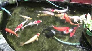 preview picture of video 'Koi Pond in Pasig City, Philippines in HD'