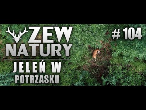 Jeleń w potrzasku - Zew Natury #104