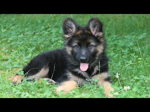 COMO CUIDAR DE UM FILHOTE DE PASTOR ALEMÃO