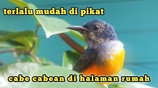 Download lagu memikat burung cabe cabean di tengah kota,burung kemade bunga api mp3