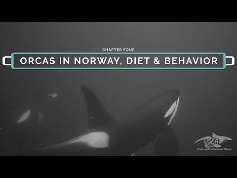 ORCAS IN NORWAY - DIET AND BEHAVIOR