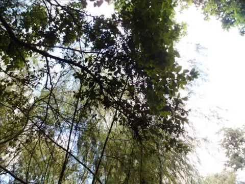 Natural - Ras Jahonnan