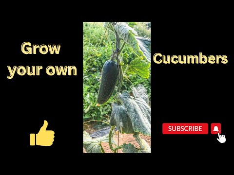 Cultivating Crisp Cucumbers: A Complete Guide to Growing Your Own