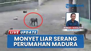 Bagai Teror Sepekan Terakhir di Wilayah Kemayoran Bangkalan, Belasan Monyet Sikat Tanaman Warga