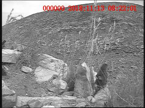 Cape Rockjumper fledging
