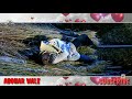 JAROOR AAUNGI LOVELY NIRMAN PARVEEN BHARTA Status Punjabi Song
