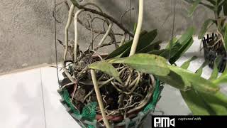 Lan Rừng Buôn Đôn phiên tối ngày 3/4/2021 Sđt 0962237739 Zalo 0962237739