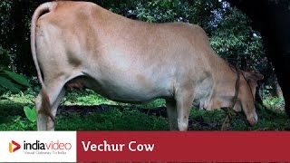 Vechur Cow - a rare cattle breed of Kerala