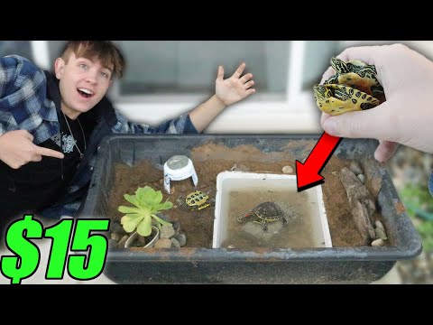My NEW *DIY* TURTLE Setup!! ($15)
