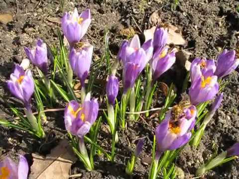 wiosna 2013 pszczoły na krokusach