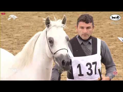 N 137 NEMA AL WAAB   6th Qatar Nat  Arabian Peninsula HS for individual Owners   Mares 4 6 Years Old