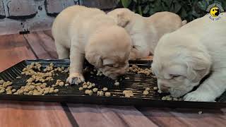 Először ettek tápot a kölykök