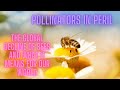 Pollinators In Peril The Fight To Save Our Bees