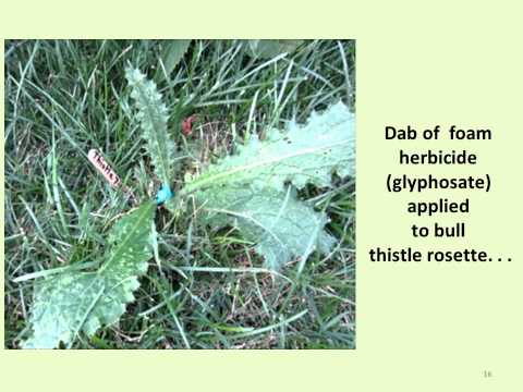 Kill Weeds in Mulch and Protect Your Good Plants!