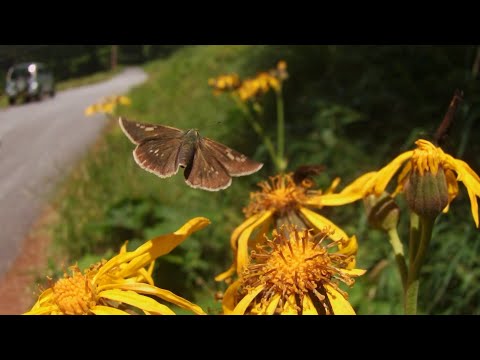 オオチャバネセセリの飛翔