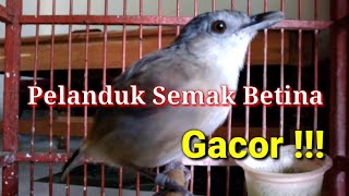Download lagu 🐦Pelanduk semak betina, manggil si jantan mp3