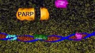 Interaction between neurons and glia in aging and disease