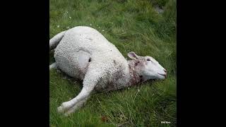 Protection de troupeau