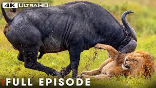 Lion vs Buffalo | Clash of Savannah Gods | FULL EPISODE | Wildlife Documentary