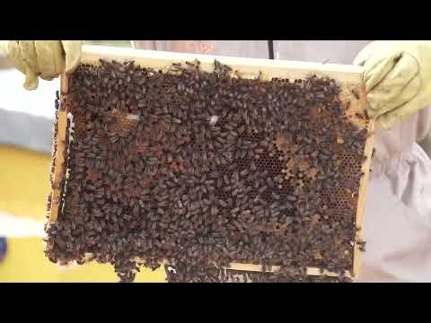 La apicultura sostenible | Proyecto ECOMAyA