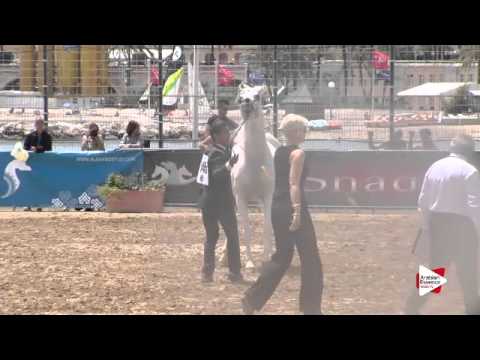 N.145 RASWAN DE GARGASSAN - Menton 2015 - Stallions 8 years old & above (Class 10)