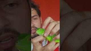 você sabia que a iguana possui um terceiro olho?