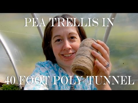 Trellising Peas in Our 40 Ft Poly Tunnel (Greenhouse)