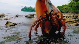 Crab in Shell Removal