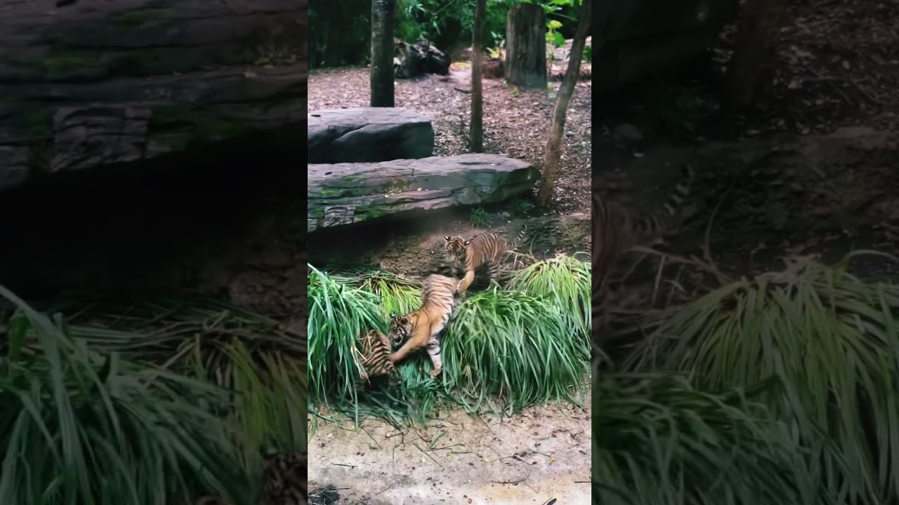 YouTube Short thumbnail