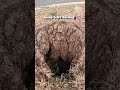 Chicken Jumps Out Of Hole In The Ground