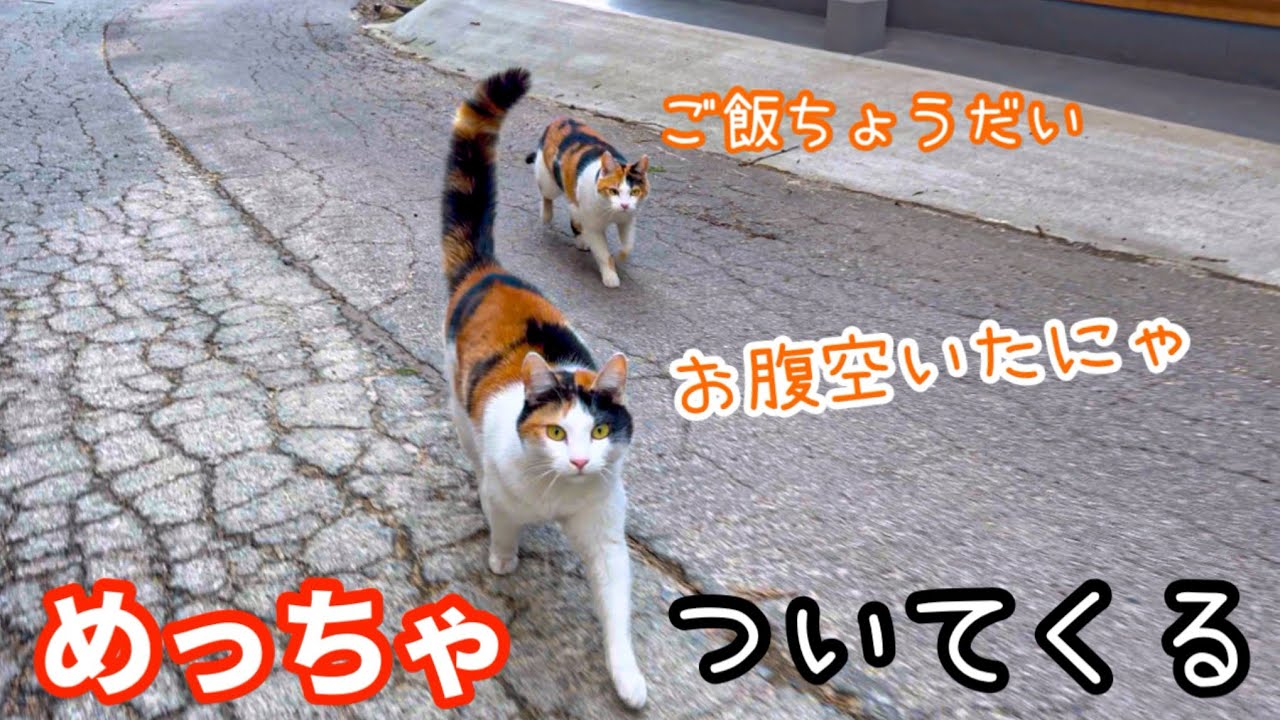 キャンプをしていたらお腹を空かせた猫の親子がついて来た！