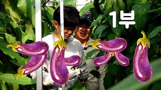 [나는농부다 333회 1부] 인생의 황금기! 부자(父子) 농부의 가지 하우스