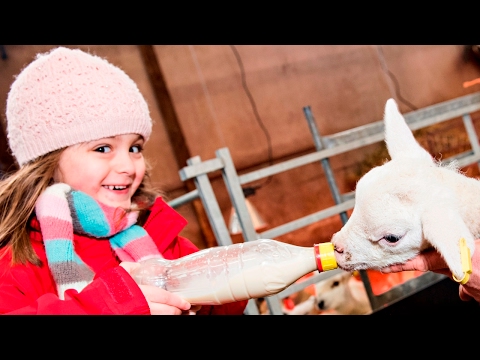 New Life on the Farm 2017