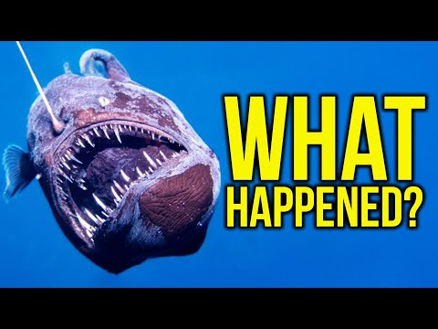 The Story of the ABYSSAL ANGLERFISH that Conquered the Internet - [PODCAST]