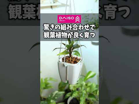 組成レッドゼラニウムウーリーイモーテルヘリクリサムペティオラーレシルバー