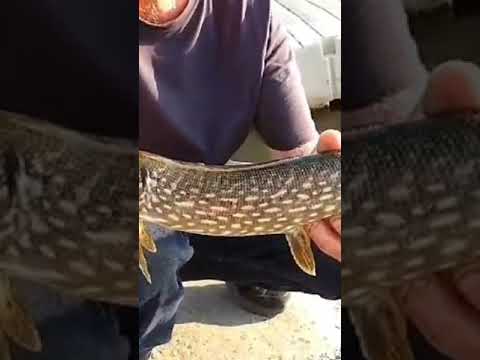 #Fishing 3 Spots 3 Species.