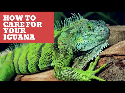 How To Care For Your Iguana: A Guide For Beginners