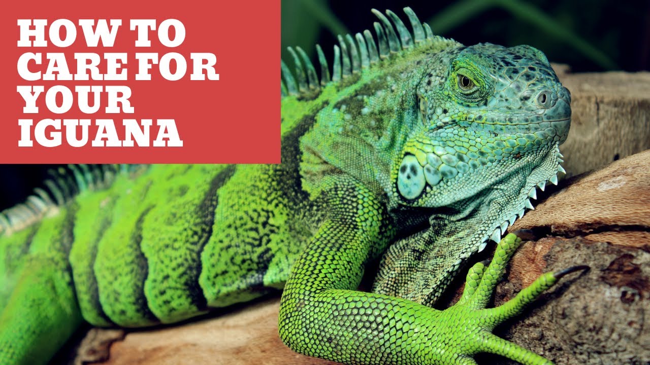 How To Care For Your Iguana: A Guide For Beginners