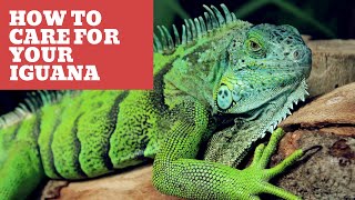 How To Care For Your Iguana: A Guide For Beginners